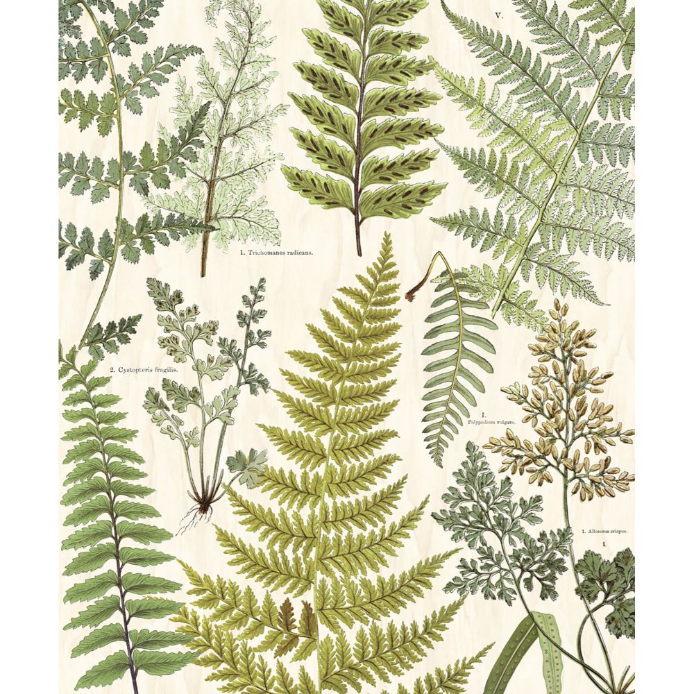 Eijffinger by Brewster 366104 Geonature Herbarium Green Wall Mural