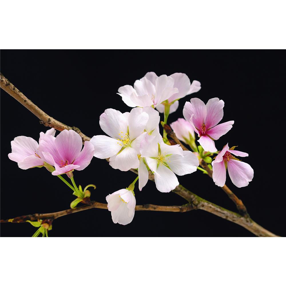 Ideal Décor by Brewster DM627 Cherry Blossoms Wall Mural