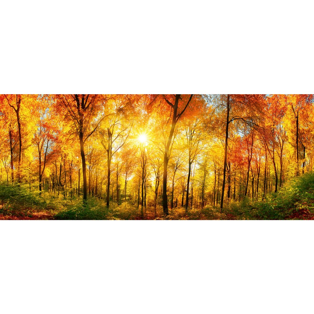 Dimex by Brewster MP-2-0067 Sunny Forest Wall Mural