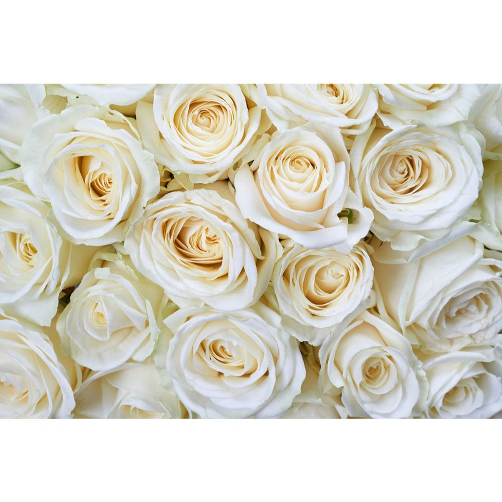 Dimex by Brewster MS-5-0137 White Roses Wall Mural