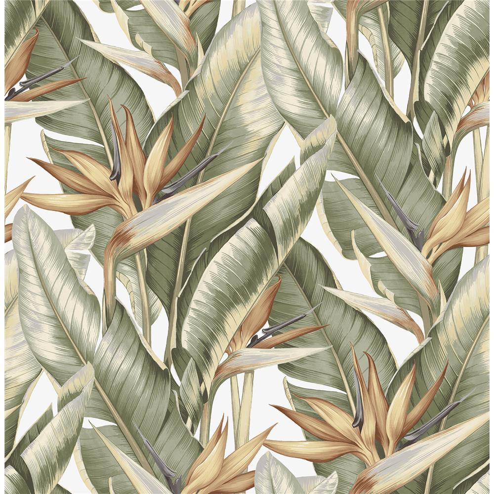 Kenneth James by Brewster PS40204 Palm Springs Arcadia Light Green Banana Leaf Wallpaper