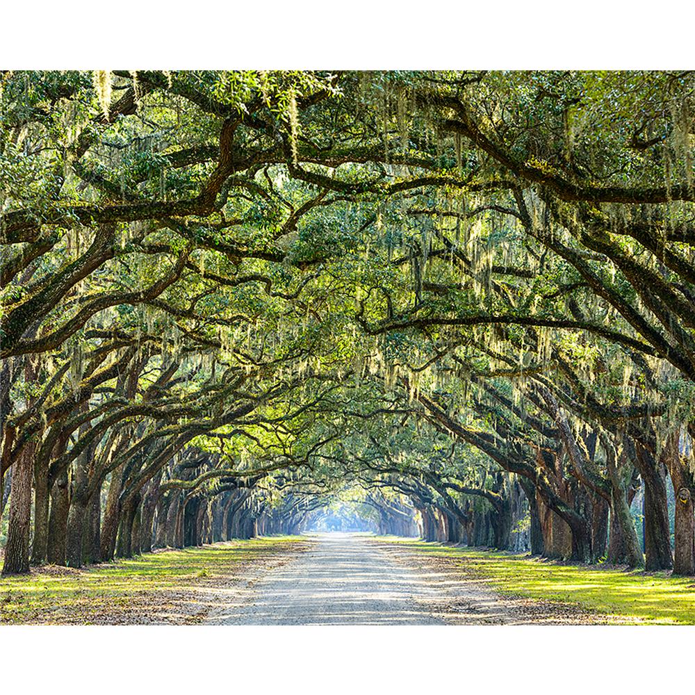 ohpopsi by Brewster WALS0203 Ye Old Trees Wall Mural