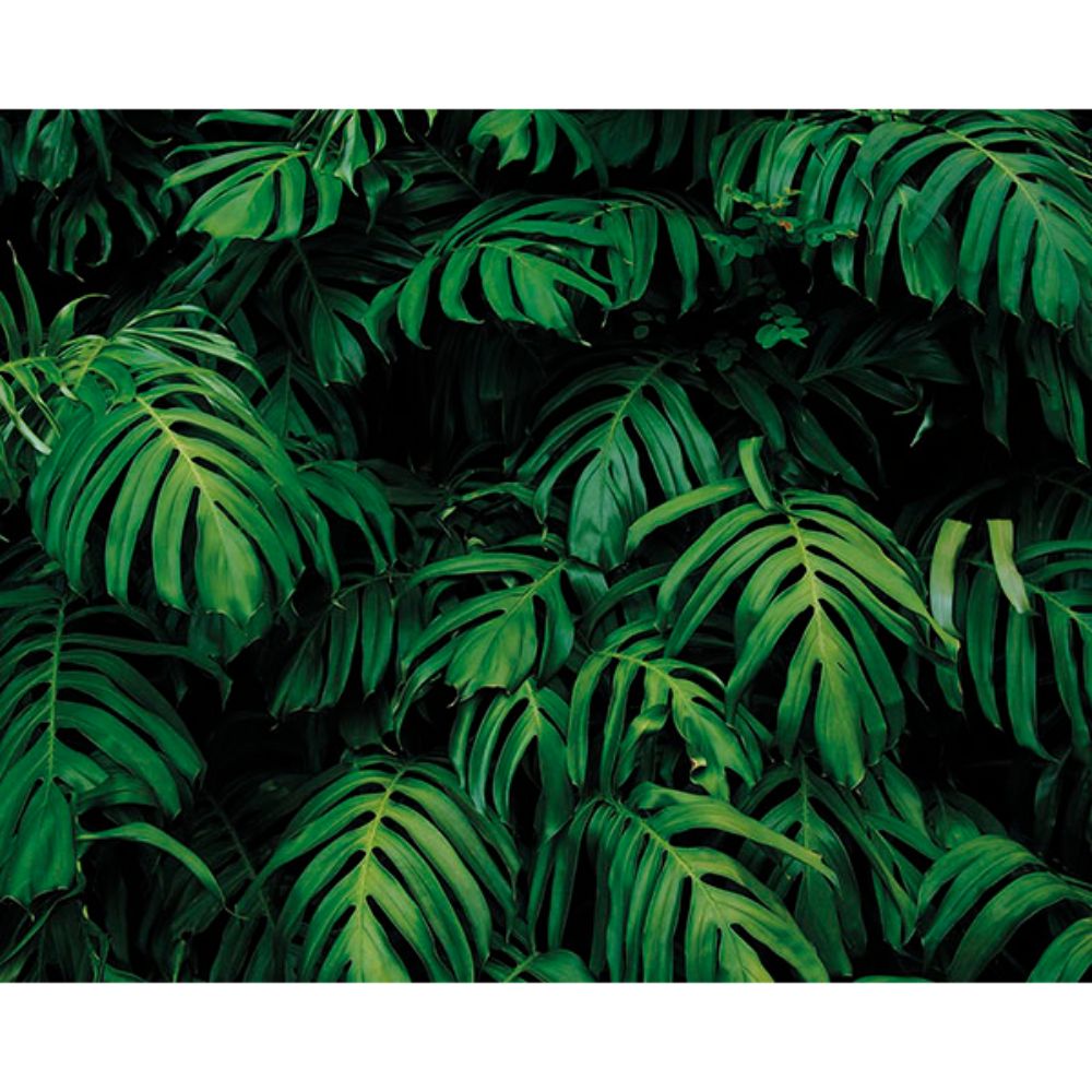 ohpopsi by Brewster WALS0436 Forest Plant Wall Mural