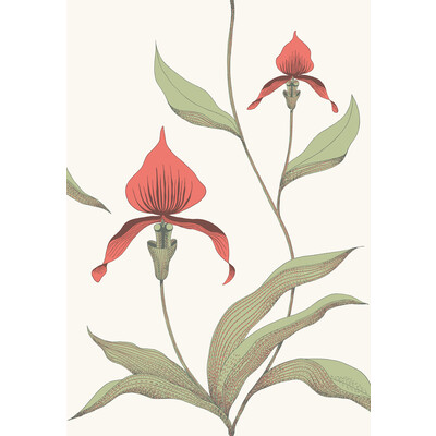 Cole & Son 95/10054.CS.0 Orchid Wallcovering in Red/white/Burgundy/red/Orange