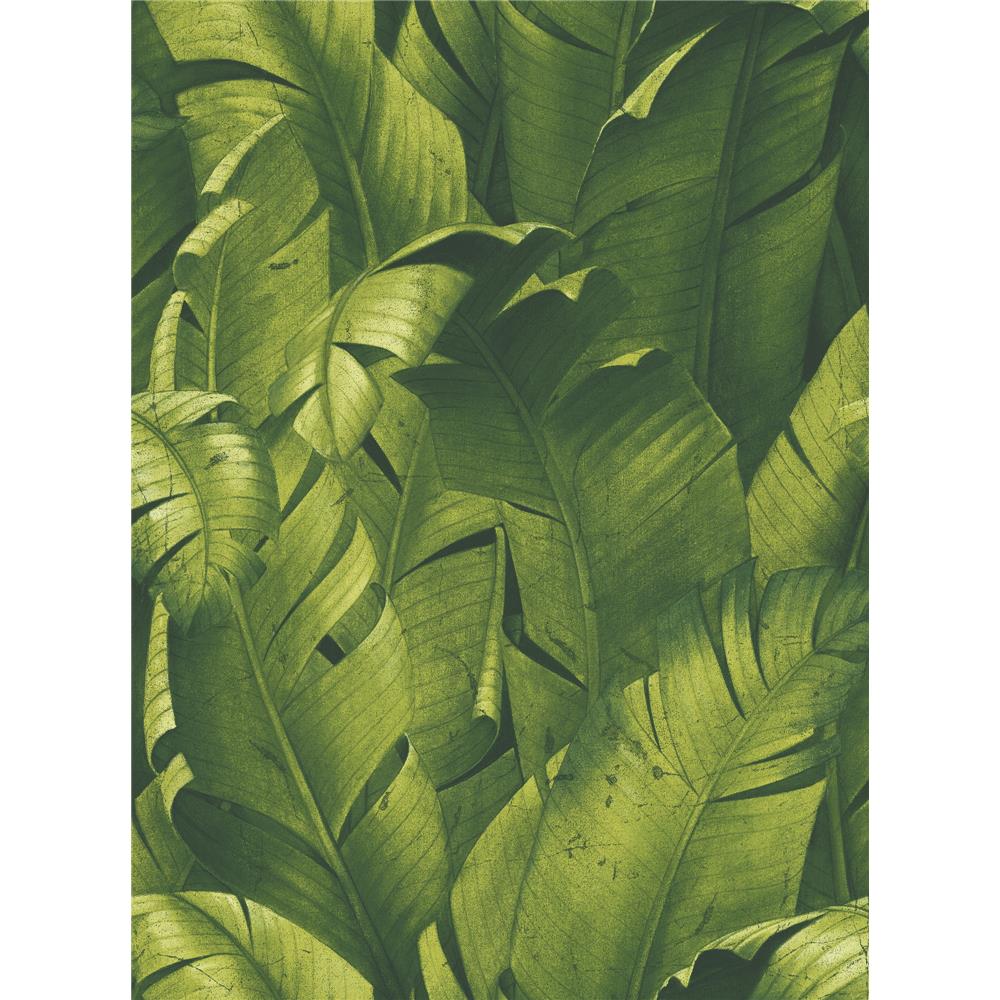 NextWall NW31000 Sidewall Peel & Stick Wallpaper in Tropical Banana Leaf