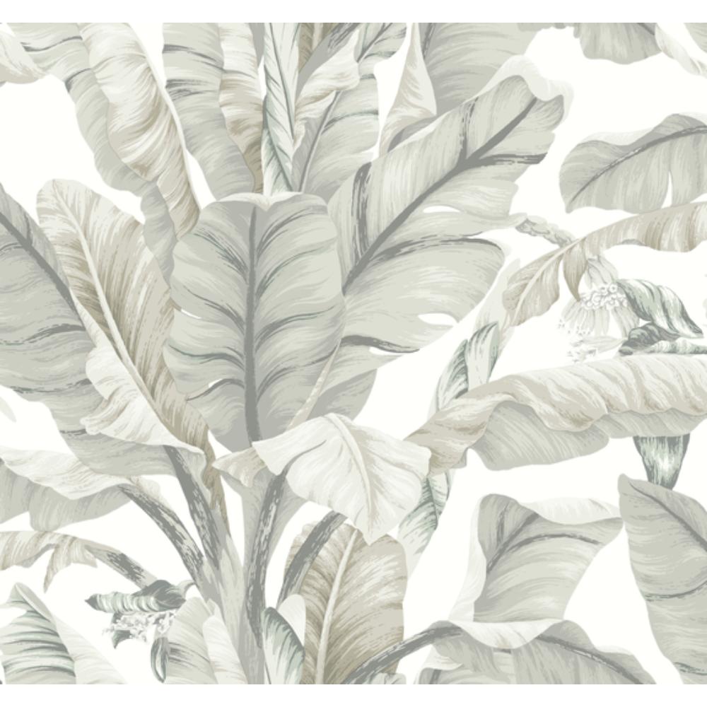 York BW3972 Black & White Resource Library Banana Leaf Wallpaper in White & Cream