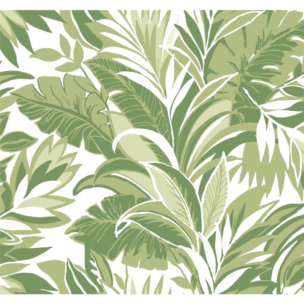 York CY1565 Conservatory Green Palm Silhouette Wallpaper